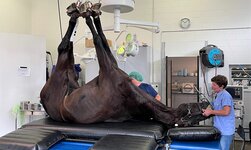 Ein betäubtes Pferd wird mit Hilfe eines GIS Kransystems auf den Behandlungstisch gelegt